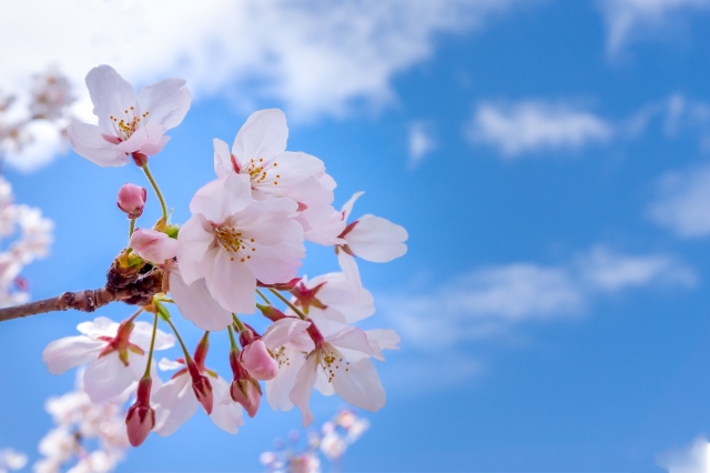 青空を背景に咲く桜の花