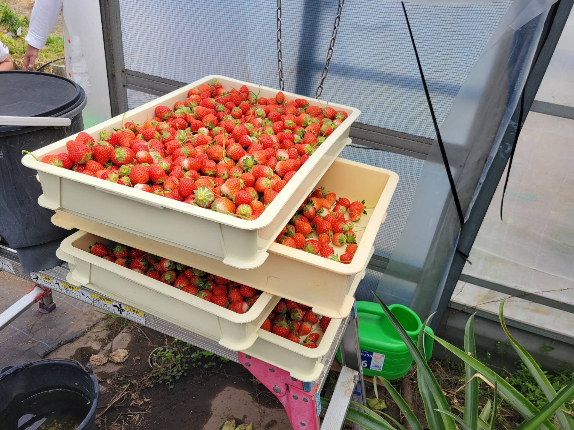 お土産用のいちご