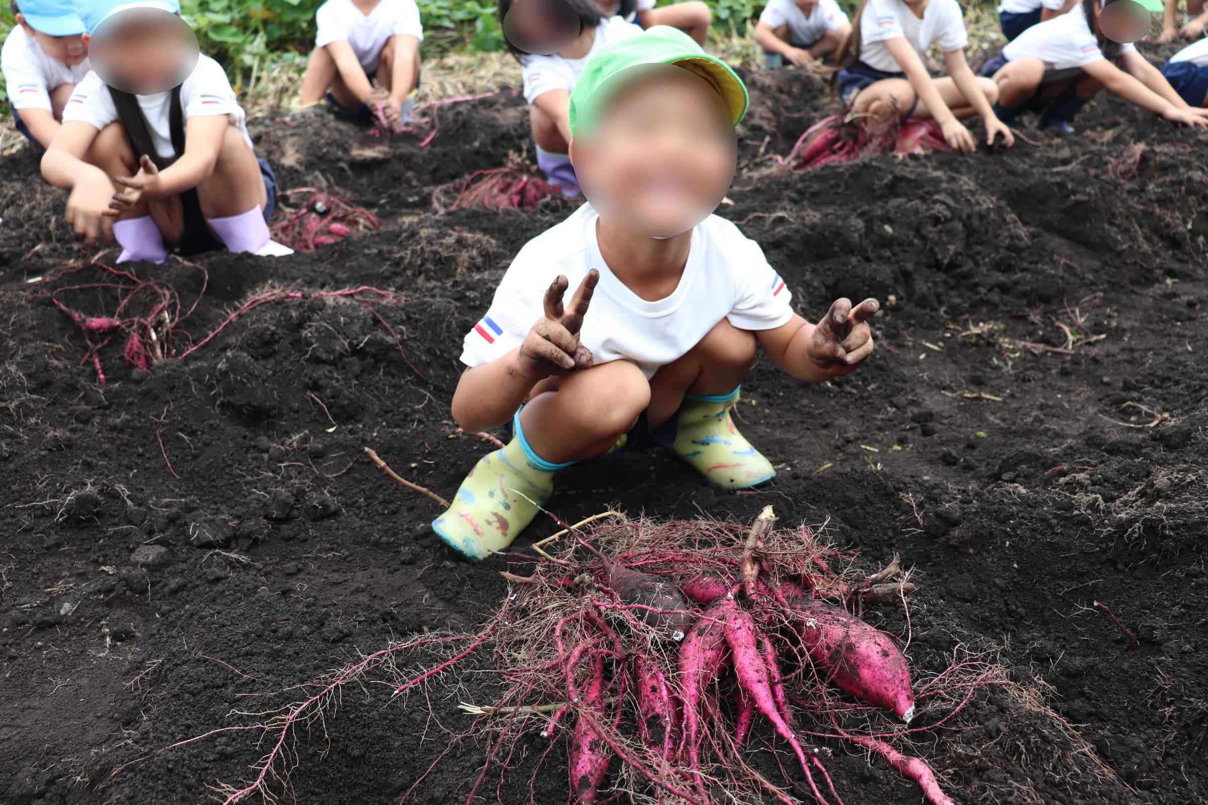 芋を掘るゆりグループ②