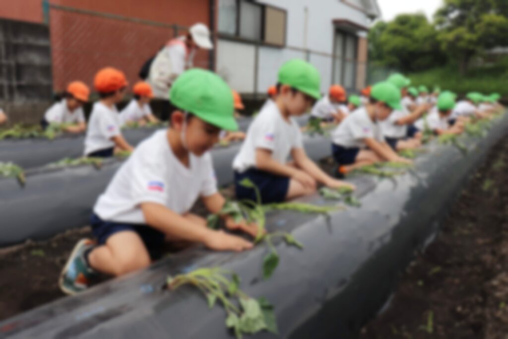 芋の苗を植えるすみれさん