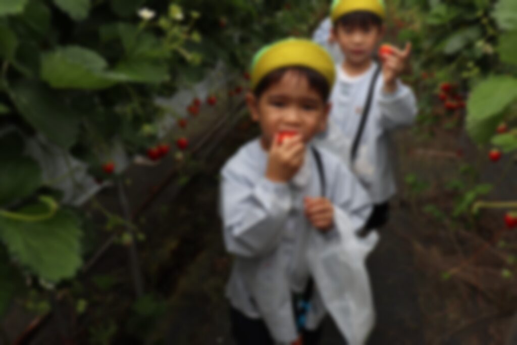 いちご狩りをするすみれさんたち③