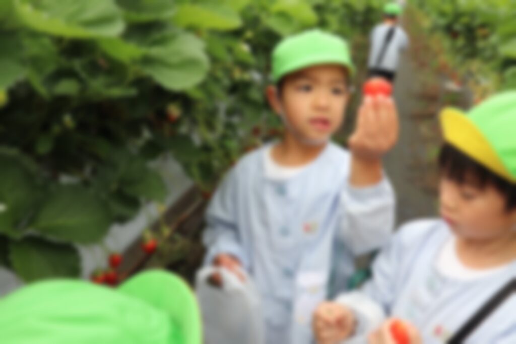 いちご狩りをするすみれさんたち④