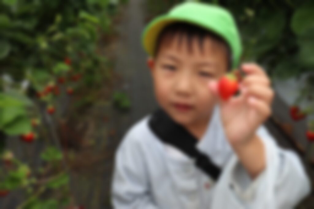 いちご狩りをするすみれさんたち⑤